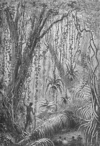 Brasilianischer Wald, ca. 1885-1890 von Robert Taylor Pritchett