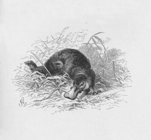 Ornithorhynchus Paradoxus, um 1885, 1890