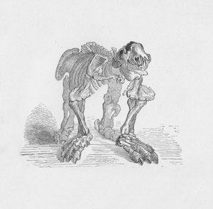 Skelett des Megatheriums, ca. 1885, 1890 von Robert Taylor Pritchett