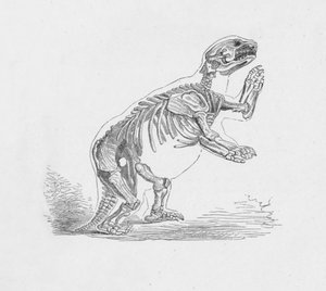 Skelett des Mylodon Darwinii, um 1885, 1890