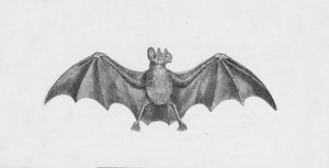 Vampirfledermaus, um 1885, 1890 von Robert Taylor Pritchett