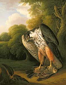 Ein Hobbyfalke und Beute bei Buxton geschossen von Robert Wilkinson Padley