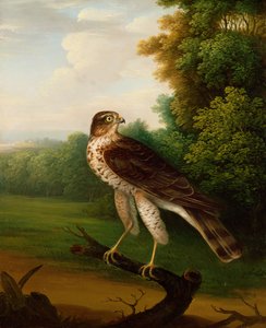 Ein junger weiblicher Falke, ein Jahr alt von Robert Wilkinson Padley
