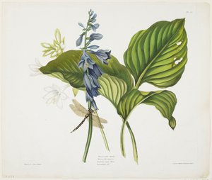 Gemeine Funkien und Englische Libelle