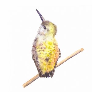 Annas Jungvogel von Roberta Murray