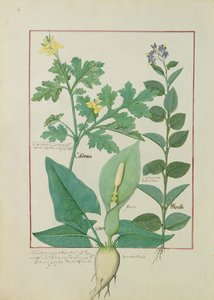 Großes Schöllkraut oder Mohn, Solanum oder Nachtschatten und Aron, Illustration aus dem Buch der einfachen Heilmittel von Mattheaus Platearius 113v