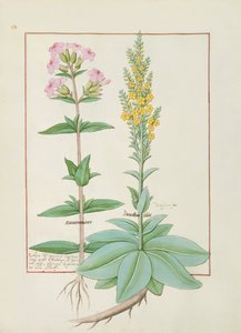 Illustration aus dem Buch der einfachen Heilmittel von Mattheaus Platearius von Robinet Testard