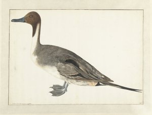 Spießente von Rochus van Veen