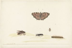 Studienblatt mit verschiedenen Insekten von Rochus van Veen