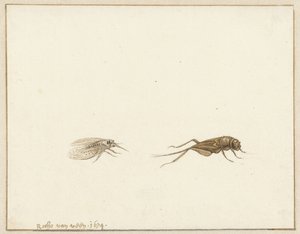 Zwei Insekten
