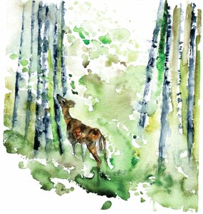 Waldreh-Aquarell von RodMacIver