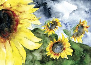 Sonnenblumen stürmischer Himmel