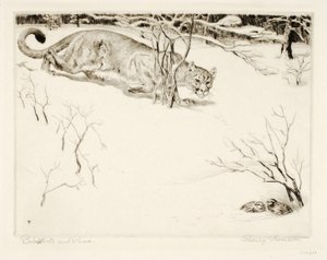 Bob-White und Puma von Rodney Thomson