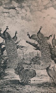 Die Pfauen, 1869, 1946 von Rodolphe Bresdin