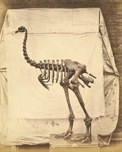 Dinornis Elephantopus Dinosaurier