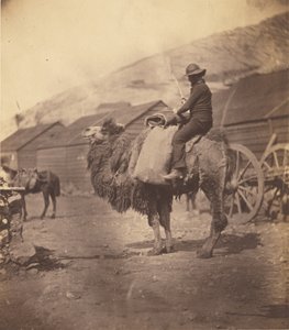 [Mann auf einem Kamel] von Roger Fenton
