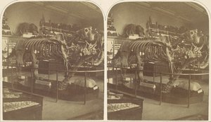 Das Megatherium, British Museum von Roger Fenton