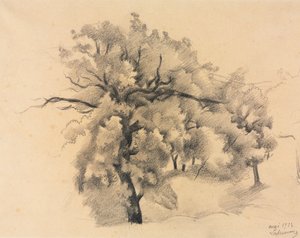 Studie von Bäumen