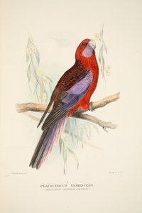 Nördlicher Purpurpapagei, veröffentlicht 1916, handkolorierte Gravur
