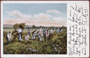 Postkarte, die rumänische Bauern bei der Ernte darstellt, 1906