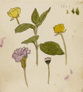 Studie von Blumen - Butterblume und Gänseblümchen