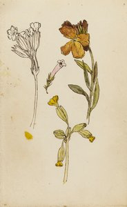 Studie von Blumen, Goldlack und Schlüsselblume