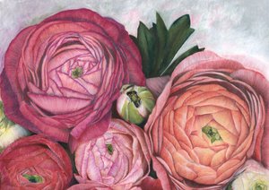 Rosa Pfirsich-Ranunkel