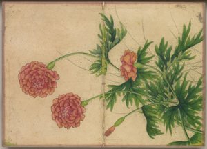 Tischalbum: Blumen- und Vogelmalerei (Pfingstrose) von Ruoai Zhang