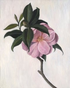 Kamelie, 1998