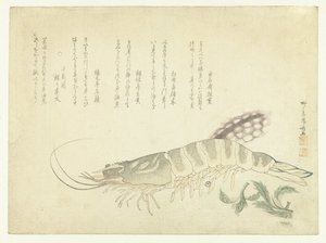 Krebs und Tintenfisch
