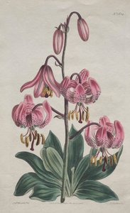 The Botanical Magazine or Flower Garden Displayed: Glattstielige Martagon, Türkenbundlilie