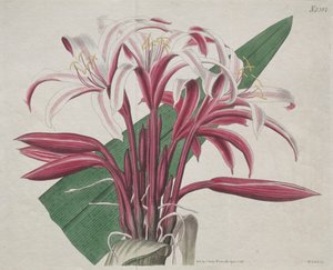 The Botanical Magazine or Flower Garden Displayed: Stattliches Crinum