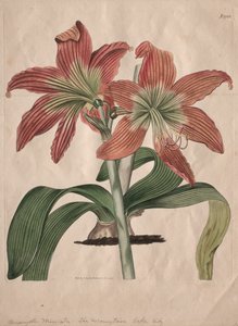 The Botanical Magazine or Flower Garden Displayed: Die Bergseelilie