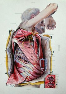 Dissektion der rechten lateralen Seite des Thorax, aus einem Buch über Anatomie von S. Dupret
