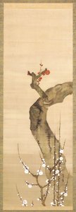 Rote und weiße Pflaumenblüten von Sakai Oho