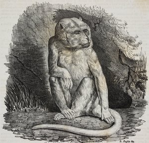 Albinoaffe im Jardin des Plantes, Botanischer Garten Paris, Frankreich, Lithographie von Salvatore Puglia aus Poliorama Pittoresco, Nr. 23, 14. Januar