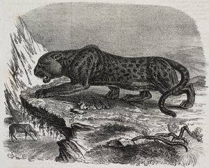 Schwarzer Panther im Jardin des Plantes, Botanischer Garten von Paris, Frankreich, Lithographie von Salvatore Puglia aus Poliorama Pittoresco, Nr. 26, 4. Februar