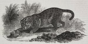 Sumatra-Katze, Lithographie von Salvatore Puglia