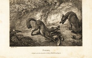 Fuchs mit totem Geflügel wehrt einen anderen Fuchs ab von Samuel (after) Howitt