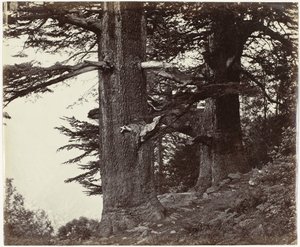 Zwei Zedernbäume, Himachal Pradesh von Samuel Bourne (attributed to)