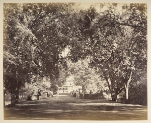 Ein Baumtorbogen in der Nähe von Tanjore von Samuel Bourne