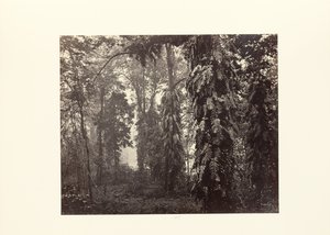Darjeeling; Kletterpflanzen im Wald unterhalb von Ging von Samuel Bourne