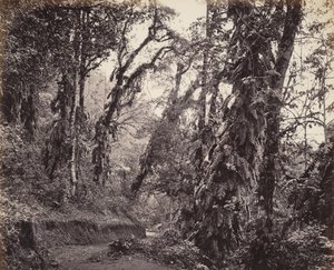 Darjeeling, Waldszene mit Kletterpflanzen, mit der Tukvar Straße
