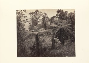 Darjeeling; Gruppe von Baumfarnen in Lebong von Samuel Bourne