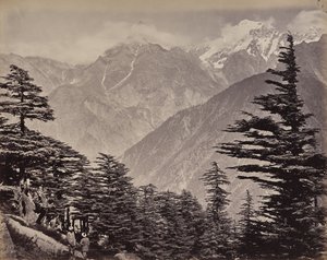 Der obere Himalaya. Blick nahe den China Mountains. Himalaya-Zedern im Vordergrund von Samuel Bourne