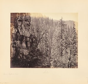 Ansicht im Narkunda-Wald von Samuel Bourne