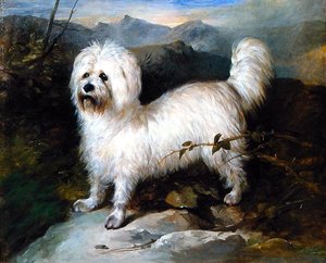 Kleiner weißer Hund in einer Landschaft
