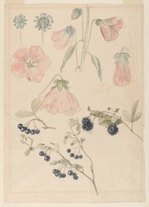 Botanische Detailstudien: Stockrosen, Blaubeeren und Brombeeren von Samuel Colman
