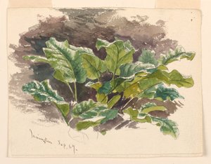 Botanische Studie von Samuel Colman