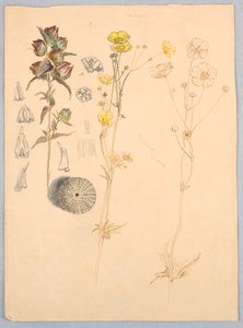 Butterblumen, Mt. Desert